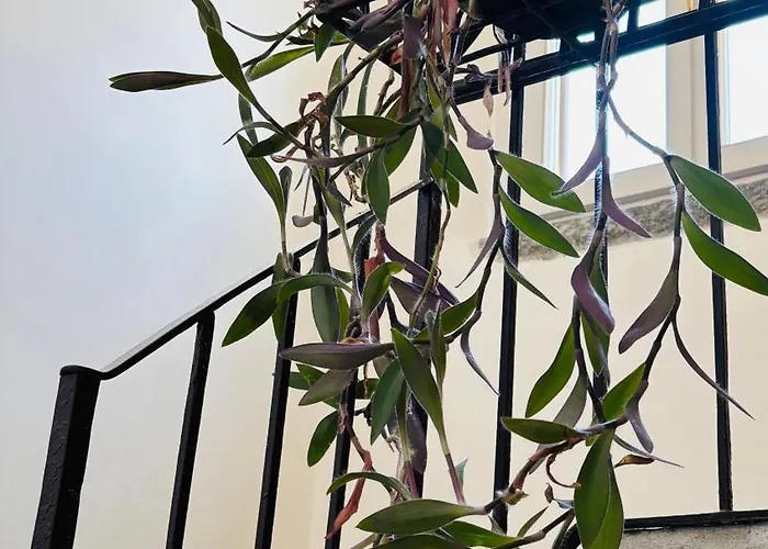 Casa Amata דירה *