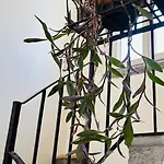 Casa Amata Lägenhet *